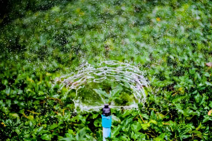 Sprinkler water working in the garden.